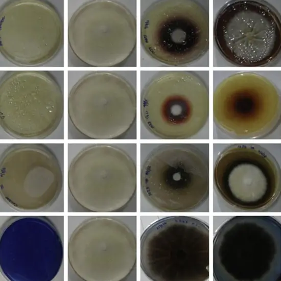 Cultured Fungus Identification